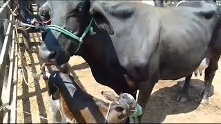 Hoje Dia01092024grande feira de gado nelore primeira em Tabira Pernambuco [upl. by Lichter]