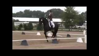 Coves Darden presents Faldero II  2006 PRE Stallion [upl. by Kcirneh]