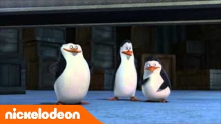 Les pingouins de Madagascar  Les bonbons  Nickelodeon France [upl. by Branham501]