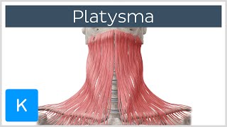 Platysma muscle  Origin Insertion Innervation amp Function  Human Anatomy  Kenhub [upl. by Declan]