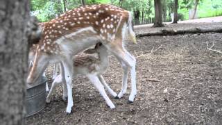 Feeding Fallow Buck Fawn [upl. by Purse]