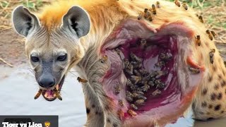 Hyena Messed with wrong opponentHyenaSpotted hyena tigervslion673 [upl. by Aihsinyt]