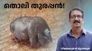 മാരകച്ചൊറിയുണ്ടാക്കും SCABIES MITES തൊലി തുരക്കുന്ന എട്ടുകാലി burrowing itch mite malayalam mites [upl. by Enomar]