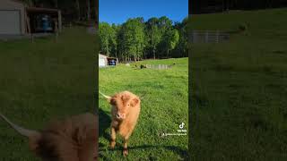 highlanders animals highlandcow viral cow farmlife scottish trend fyp [upl. by Halsted310]