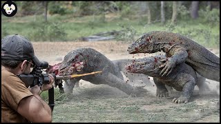 How Do Hunters And Farmers Deal With Thousands Of Komodo Dragon And Lizard  Wild Boar Hunting [upl. by Kinnon]