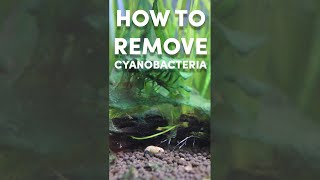 How To Remove Cyanobacteria [upl. by Imled628]