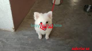 japanese spitz Barking sound puppy best barking japanese spizt puppy dangerous sound [upl. by Recneps470]