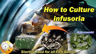 How to Culture Infusoria  Faster and Easy  LIVE AQUARIUM [upl. by Philoo]