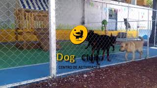 Dog Club centro de actividades en Querétaro [upl. by Lipp]