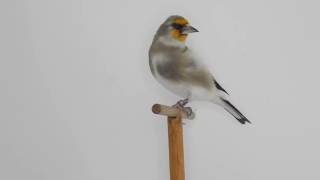 Cardellino dellHimalaya  Carduelis caniceps [upl. by Enyawad]