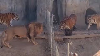 Lion VS Tiger Real Fight  Tiger VS Lion  Tough Creatures [upl. by Irrahs760]