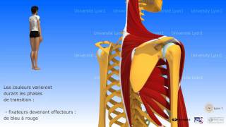Lépaule antepulsion ou élévation antérieure du bras [upl. by Norrie614]