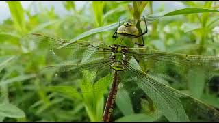 Dragonfly rubbing his nose [upl. by Ecart]