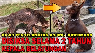 DISIKSA 2 TAHUN KEPALA BELATUNGAN amp BADAN HANCUR  SEMBUH TOTAL   DAMARA SI DOBERMANN [upl. by Attirehs]