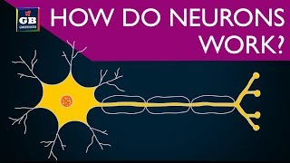 How do neurons work  control and coordination  10th Biology CBSE  NCERT class 10  Xth Science [upl. by Danete]