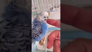 インコのほっぺをカキカキしたい人間と、されたくないインコ。 bird budgies budgerigar セキセイインコ [upl. by Mari]