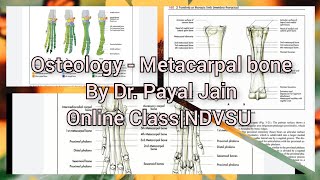 OSTEOLOGYMetacarpal BoneAnatomy By Dr Payal JainNDVSU [upl. by Ermentrude]