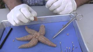 Starfish Dissection [upl. by Blanca556]