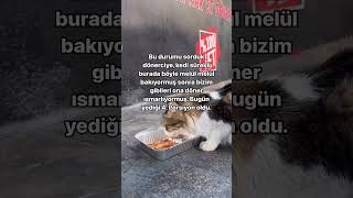 Bu durumu sorduk dönerciye kedi sürekli burada böyle melül melül bakıyormuş sonra bizim gibileri… [upl. by Ahselrak326]