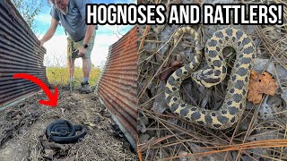 Hogtober Hognoses and Rattlesnakes More Fall Tin Flipping and Roadcruising for Snakes in Georgia [upl. by Thurmann653]