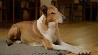 Smooth collies evening at home [upl. by Notterb]