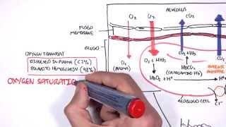 Respiration Gas Exchange [upl. by Alicec]