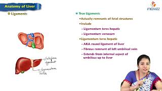 9 Anatomy of Liver  MBBS Lecture [upl. by Rednave486]