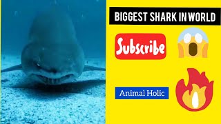 Megalodon Shark Video  Largest Shark  Animal Holic  shorts animalholic megalodonshark [upl. by Airotciv651]