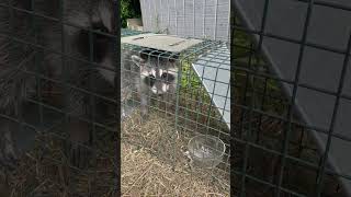 Trash panda got too close to the chicken coop Relocated and released [upl. by Andrea]