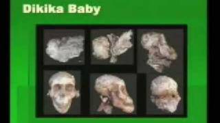 Australopithecus A Closer Look [upl. by Hoye102]