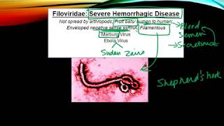 Severe Hemorrhagic fevers Ebola and Marburg [upl. by Noni247]