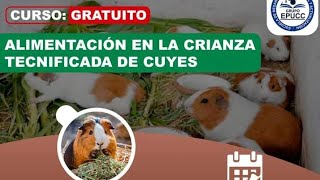 Curso Alimentación en la crianza tecnificada de cuyes crianza de cuyes [upl. by Dane]