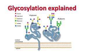 Glycobiology  Glycosylation of proteins  Factors affecting glycosylation [upl. by Calise]