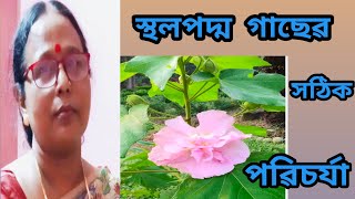 Sthal padma in pot Land Lotus plant care tips 🪷🥰টবে স্থলপদ্ম গাছেৱ পৱিচৰ্যা ও পদ্ধতি [upl. by Aerona]