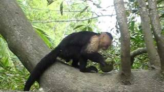 Whitefaced monkey breaking coconut [upl. by Gavra]