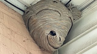 Duct tape vs Hornet nest trapping them inside [upl. by Ayikur902]