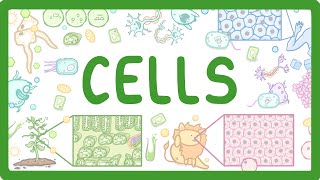 GCSE Biology  Cell Types and Cell Structure 2 [upl. by Bowyer]