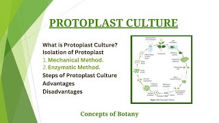 Protoplast Culture Isolation and Culture Method HindiUrdu Plant Tissue Culture Botany [upl. by Ablasor]