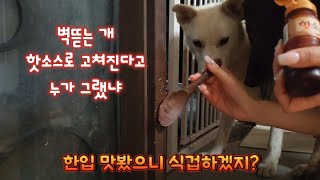 벽뜯는 개 고치는 방법 개농장구조견 꼴통짓 [upl. by Clorinda]