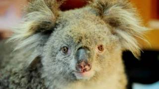 Sam the Koala is dead update by CubbyHouseFilms HD [upl. by Yenttihw677]