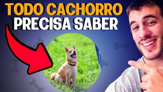 Como Adestrar o Seu Cachorro TREINO DE OBEDIENCIA NA PRÁTICA [upl. by Eddi]