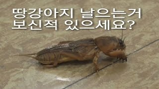 곤충 땅강아지 날으는거 보셨나요 Gryllotalpa orientalis [upl. by Sansone]