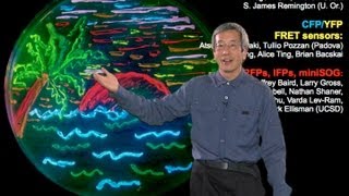 Microscopy Fluorescent Proteins Roger Tsien [upl. by Packton988]