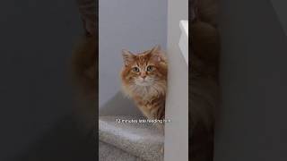 Im lucky hes hungry or Id for sure be in the void right now 😅 cat cute cutecat catvideos [upl. by Mycah]