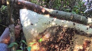 Rafter BeekeepingCambodianstyle [upl. by Ladew]