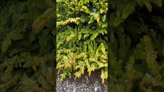 Chamaecyparis obtusa Fernspray Gold Golden Hinoki Cypress conifers japanesegardens plants [upl. by Duggan]