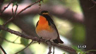 キビタキの鳴き声 Narcissus Flycatcher [upl. by Terrena834]