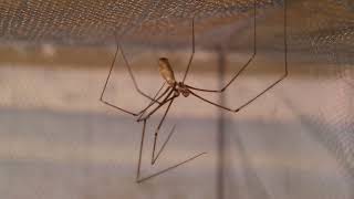 Pholcus phalangioides [upl. by Nafis]