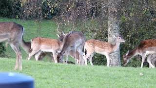 Fallow Deer Rut 22023 9 [upl. by Licha]