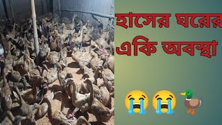 হাঁসের ঘর ভেঙ্গে গেল কিভাবে। হাঁসের খামার।has palon [upl. by Keavy]